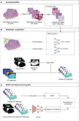 Automatic Tumor Grading on Colorectal Cancer Whole-Slide Images: Semi-Quantitative Gland Formation Percentage and New Indicator Exploration